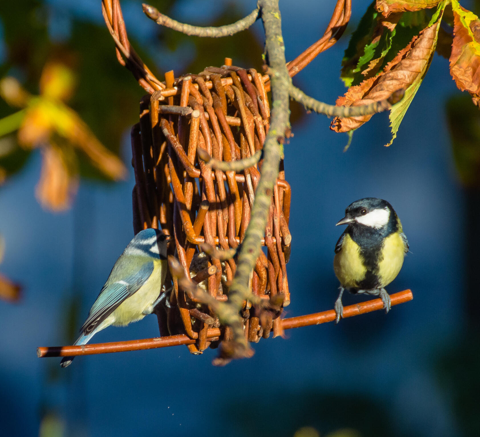 Vogelraedle